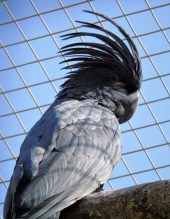 Goliath Palm Cockatoo