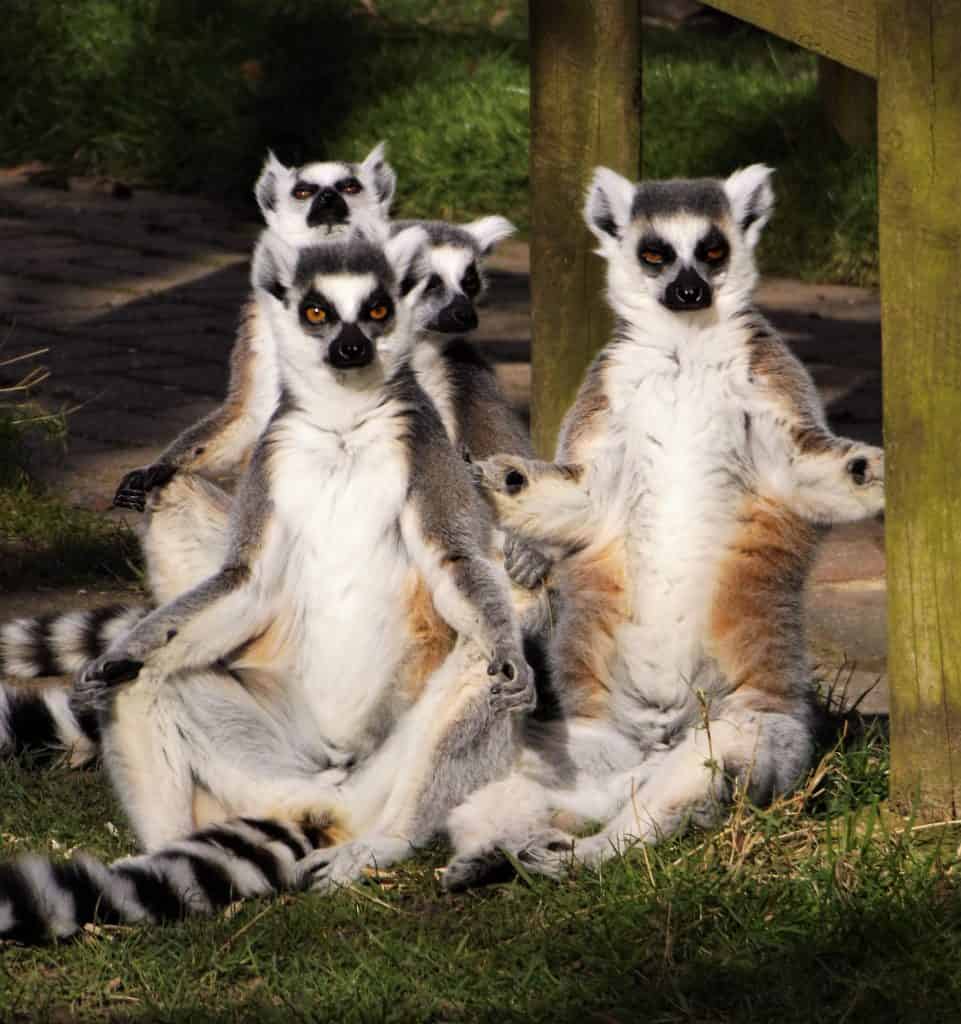 Primate conservation news. Ring-tailed lemurs at Wingham Wildlife Park, Kent