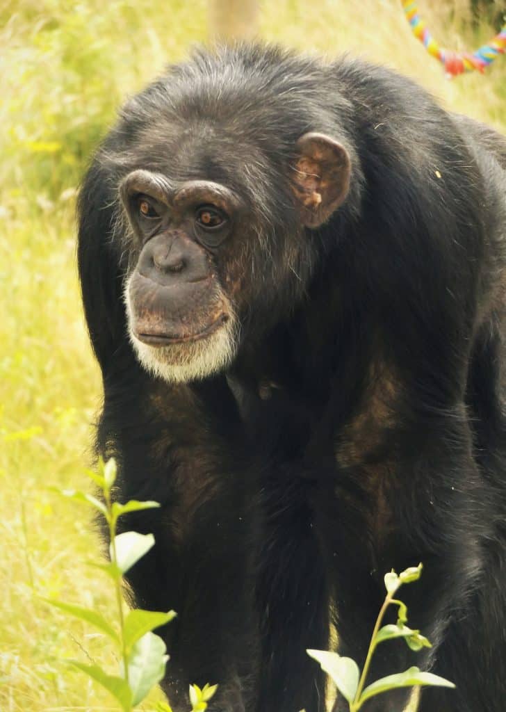 Primate conservation news. Chimpanzee at Wingham Wildlife Park, Kent
