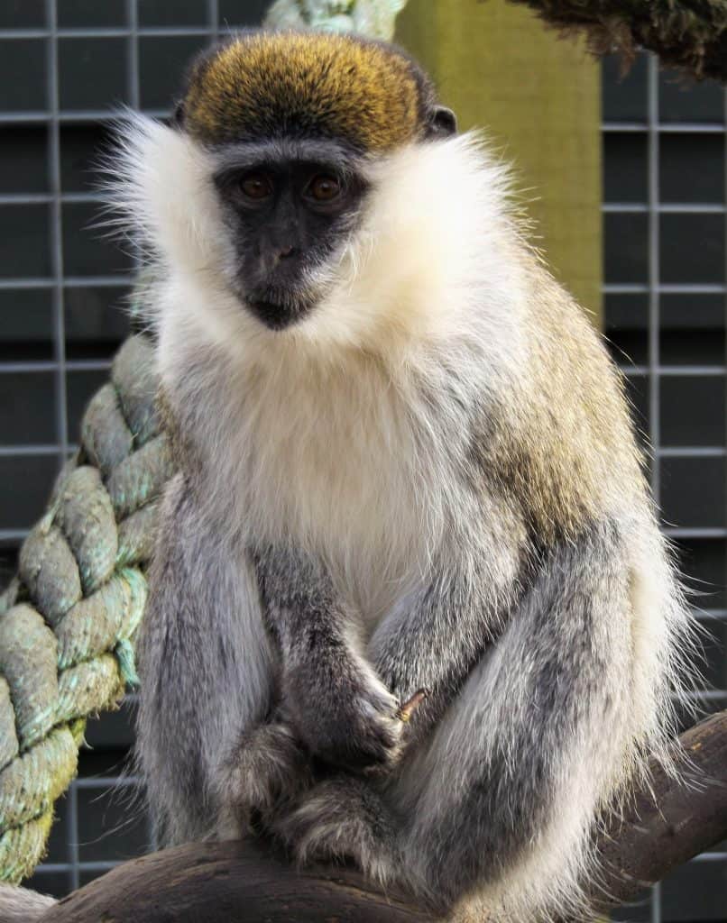 Vervet monkey at Wingham Wildlife Park, Kent