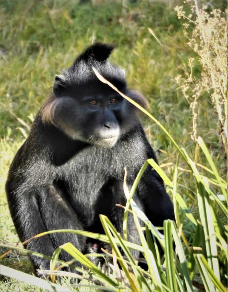 Primate conservation news. Black Crested Mangabey at Wingham Wildlife Park, Kent