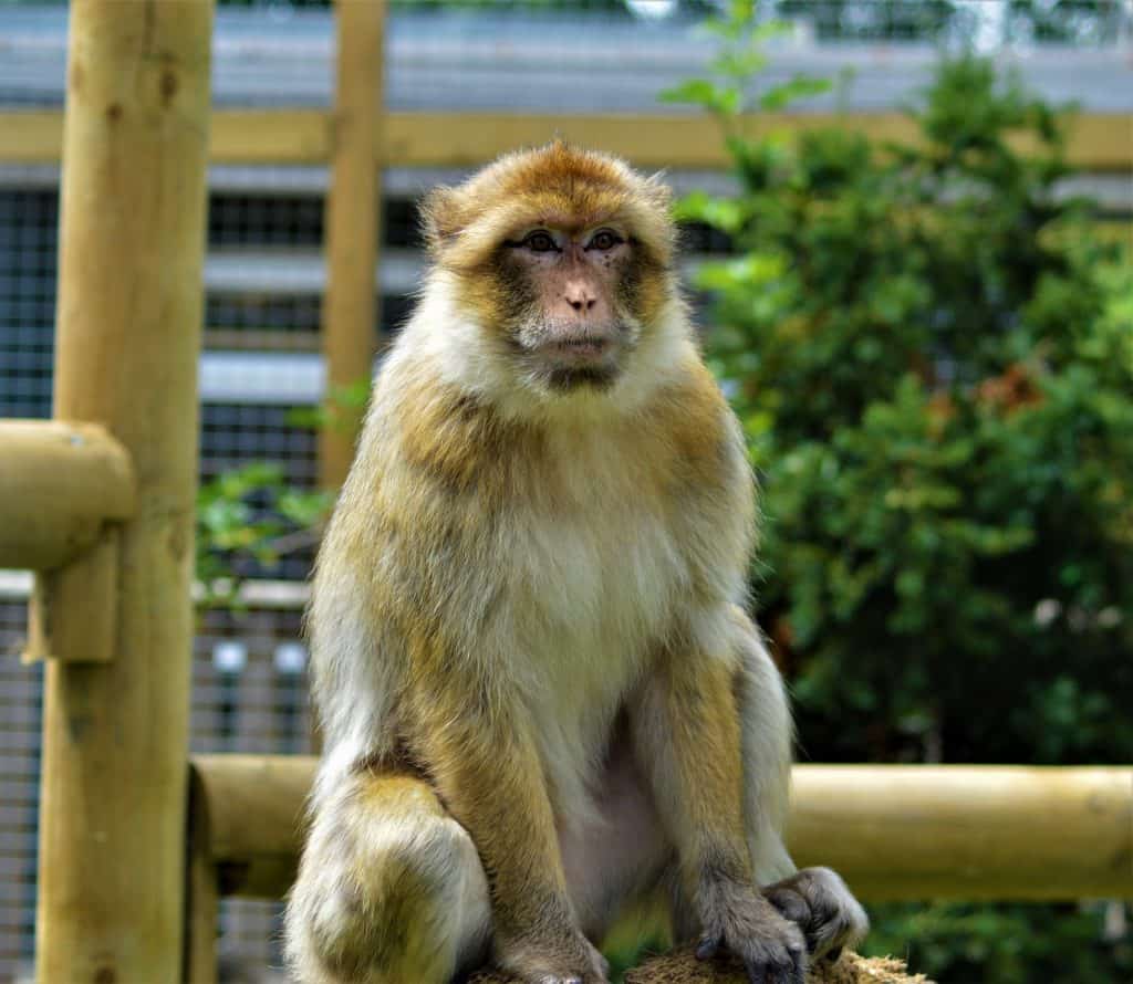Primate conservation news. Barbary Macaque at Wingham Wildlife Park, Kent