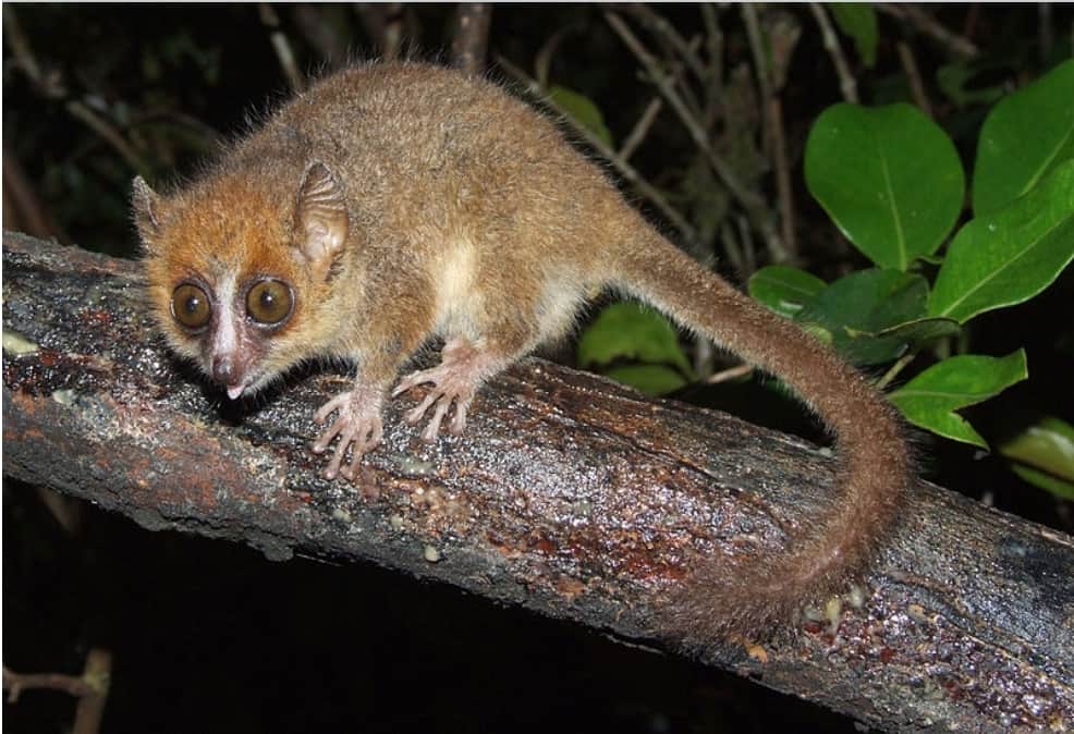 Primates of the night. Mouse Lemur Photograph Credit: : Bikeadventure https://commons.wikimedia.org/wiki/File:Zwergmausmaki--w.jpg