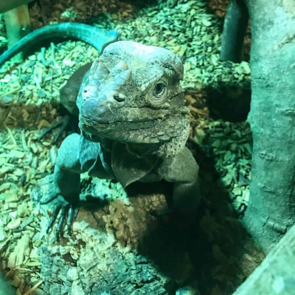 Rhinoceros Iguana at Wingham Wildlife Park, Kent.