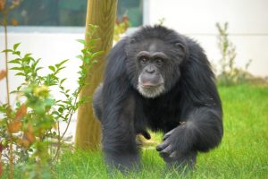 Chimp (63)