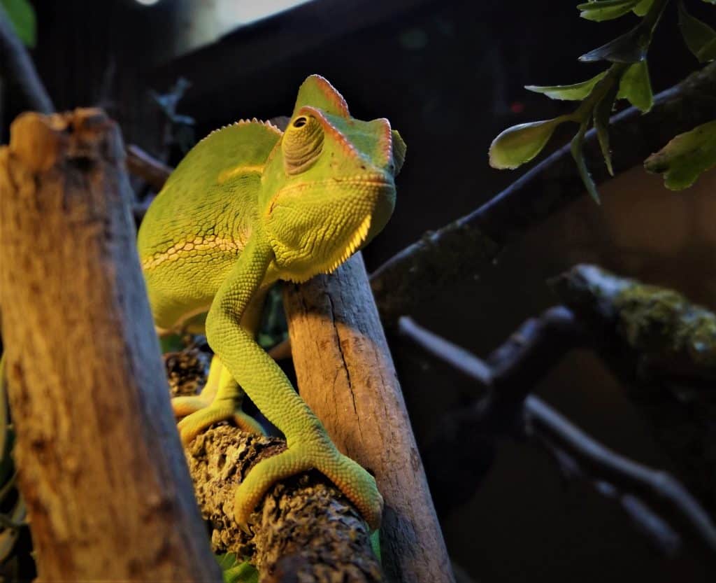 Yemen Chameleon at Wingham Wildlife Park, Kent