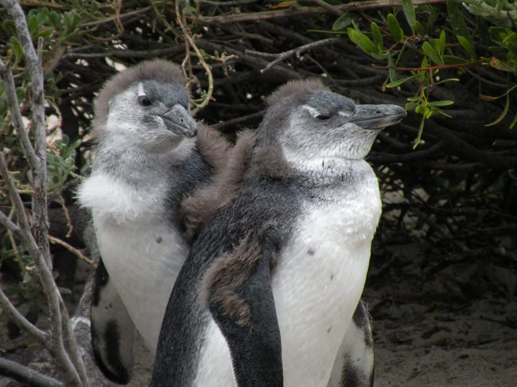 penguins moult