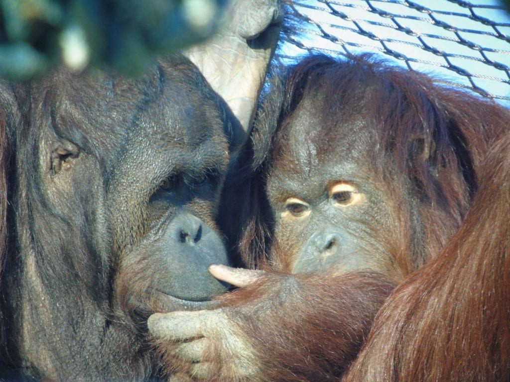 Bornean Orangutans at Wingham Wildlife Park, Kent.