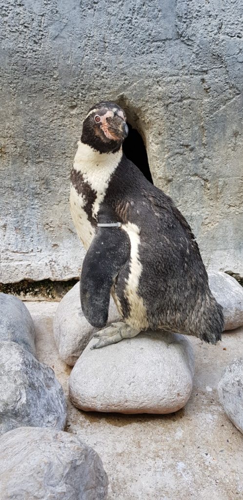 Humboldt penguin at Wingham Wildlife Park, Kent