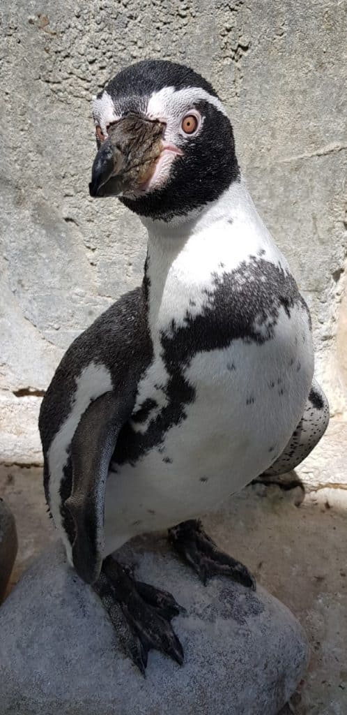 Humboldt penguin moult at Wingham Wildlife Park, Kent