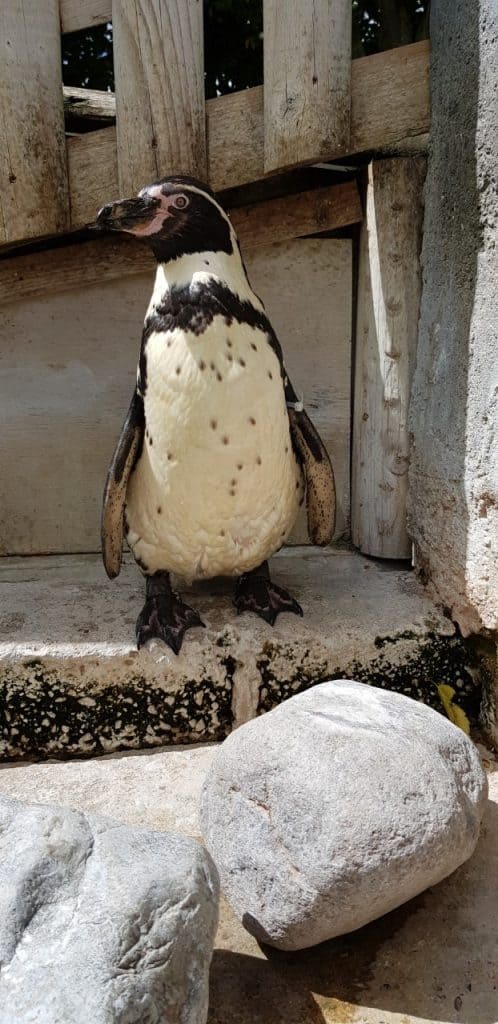 Humboldt penguin at Wingham Wildlife Park, Kent