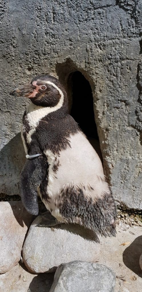 Moulting Humboldt penguin at Wingham Wildlife Park, Kent