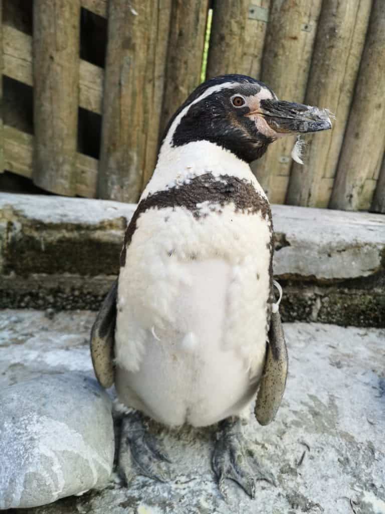 Moulting Humboldt penguin at Wingham Wildlife Park, Kent