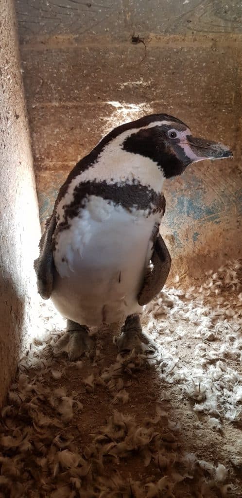 Moulting Humboldt penguin at Wingham Wildlife Park, Kent