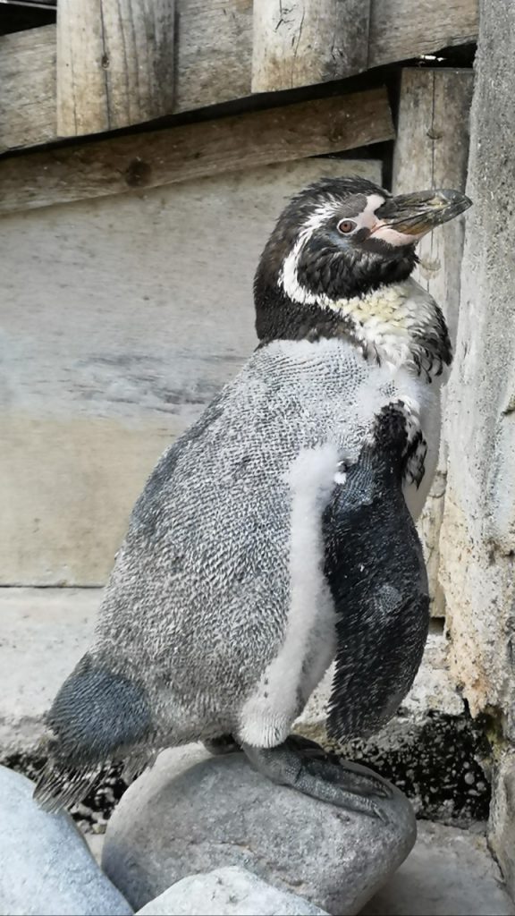 Humboldt penguin moult at Wingham Wildlife Park, Kent