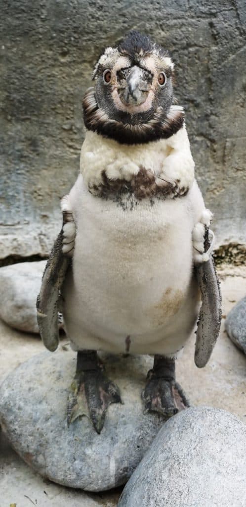 Humboldt penguin moult at Wingham Wildlife Park, Kent