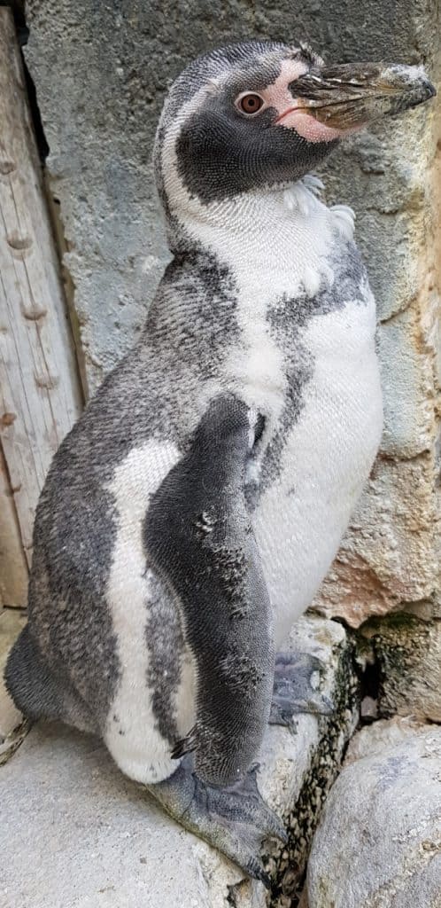 Humboldt penguin moult at Wingham Wildlife Park, Kent