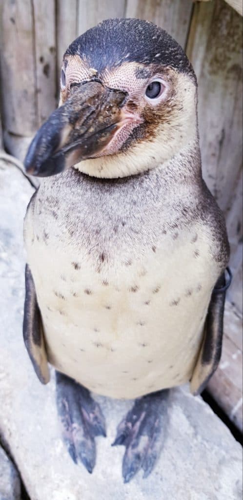 Moulting juvenile penguin