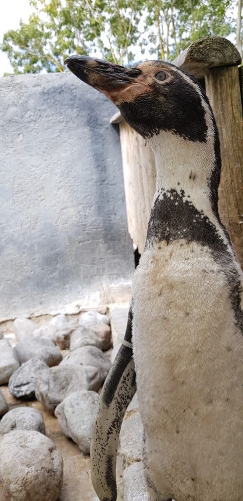 Moulting juvenile penguin