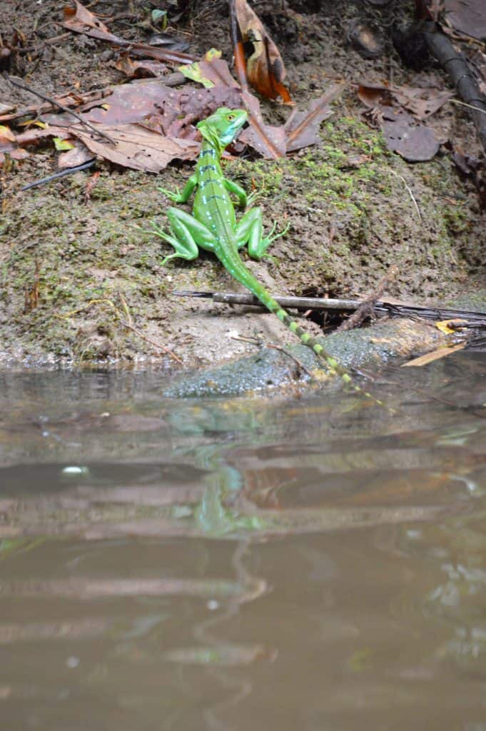Plumed basilisk in Costa Rica for World Lizard Day blog