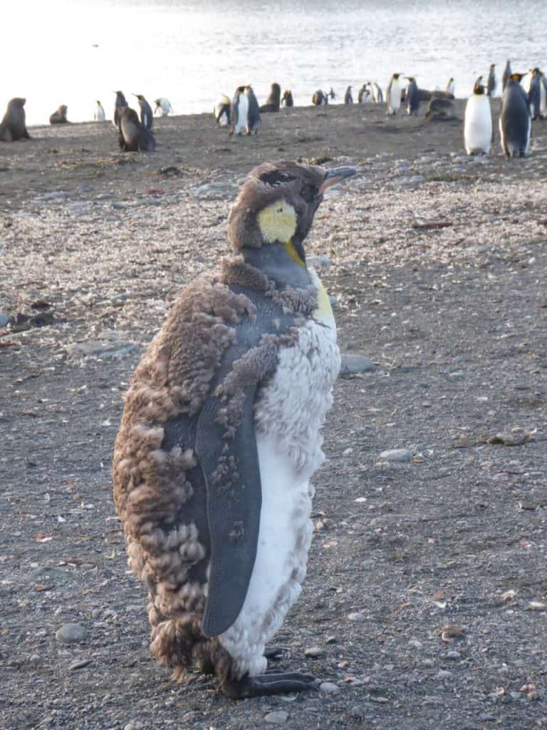 penguin moult