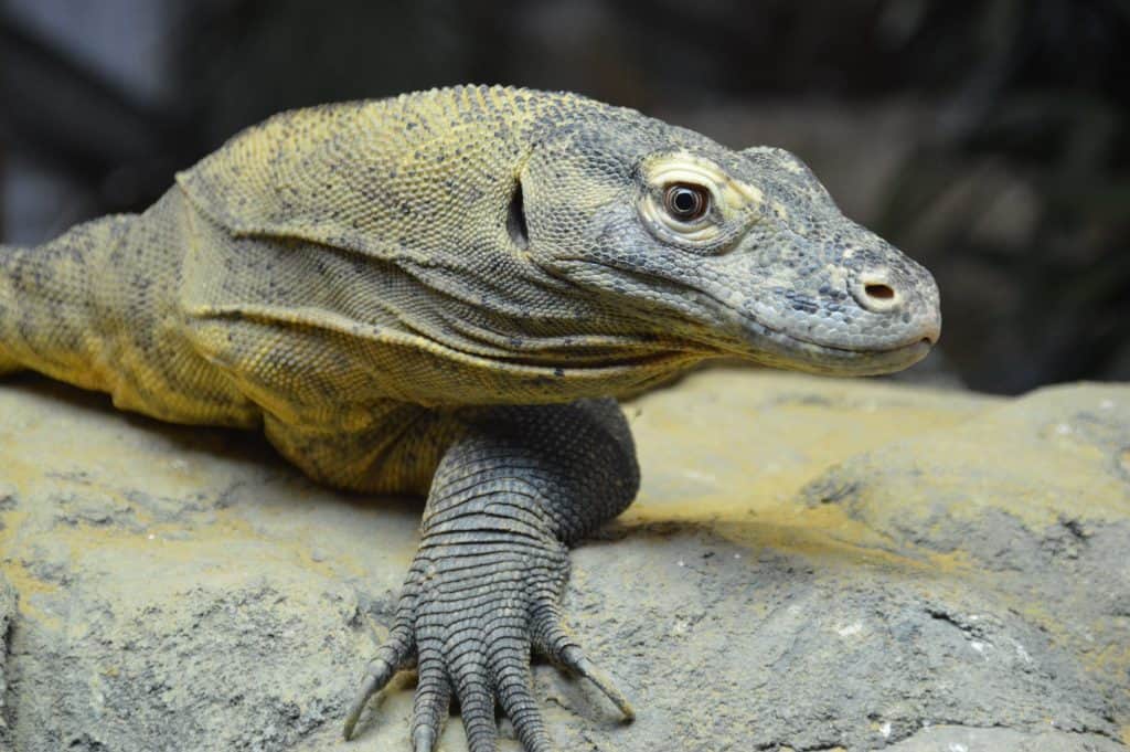 Komodo Dragon, World Lizard Day blog.