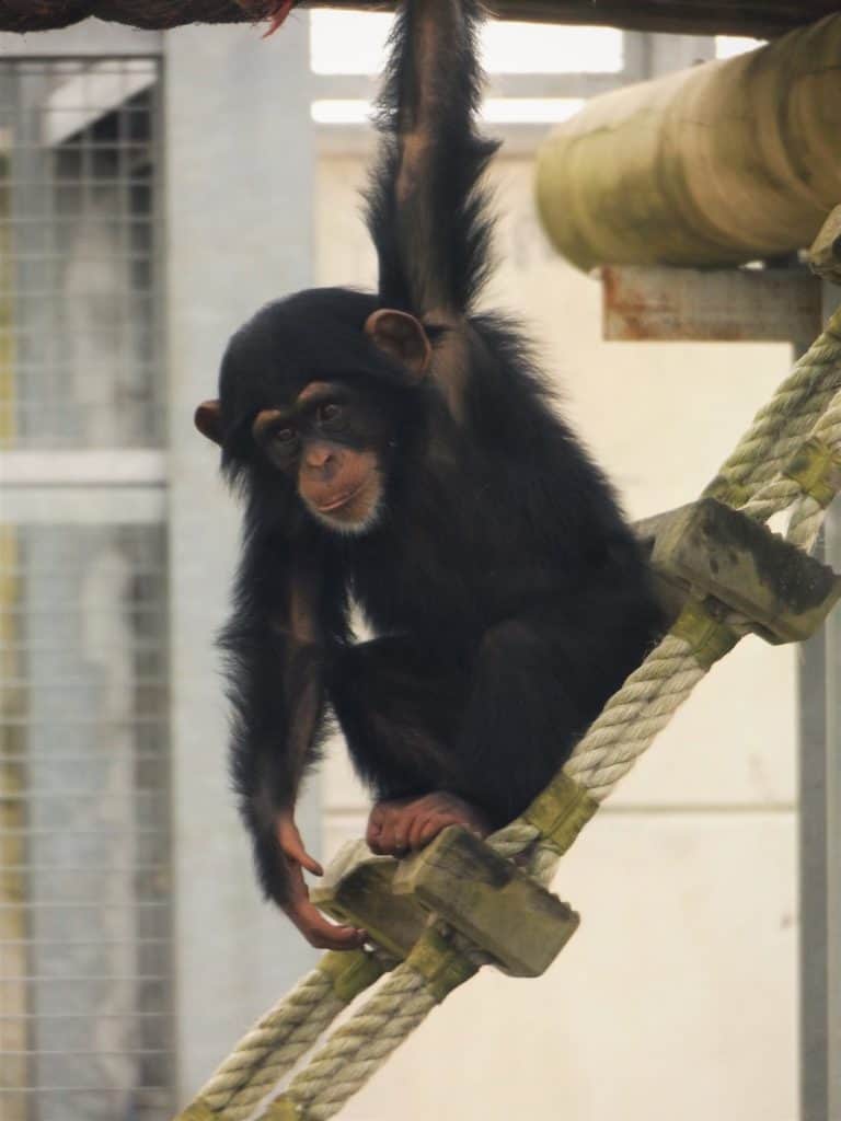Young chimpanzee at Wingham Wildlife Park, Kent