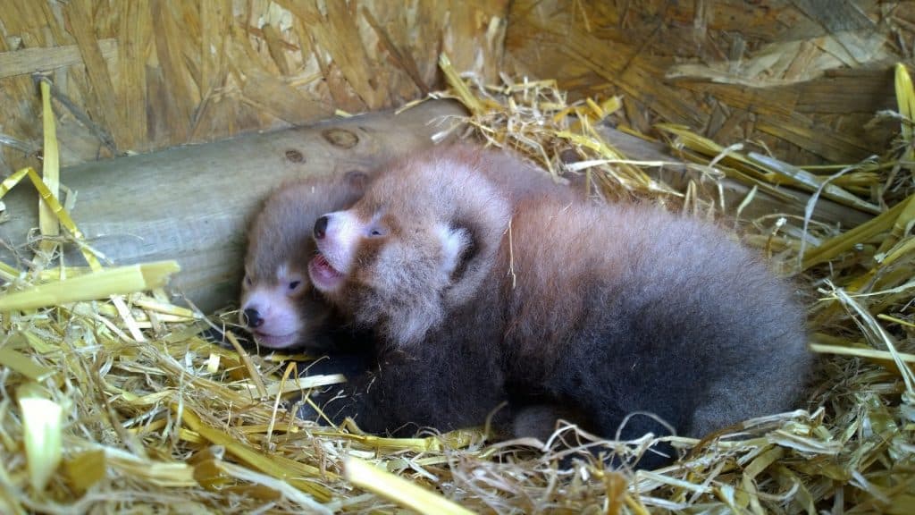Red Panda cubs, Hugo and Kush born at Wingham Wildlife Park in 2015