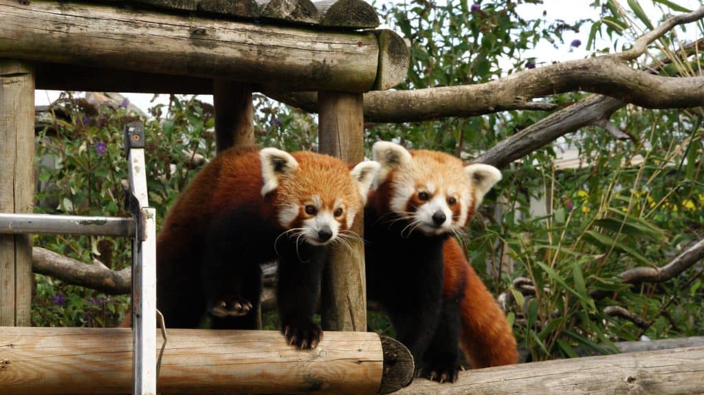 Celebrating International Red Panda Day at Wingham Wildlife Park, Kent