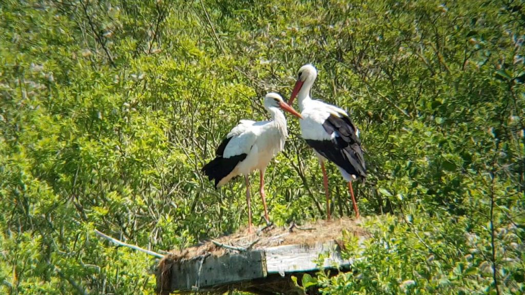 White storks at Marquenterre nature reserve.