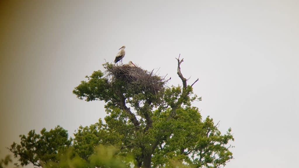 White Storks at Knepp