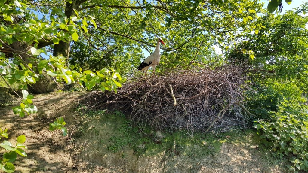 White Stork nest at Wingham Wildlife Park, Kent