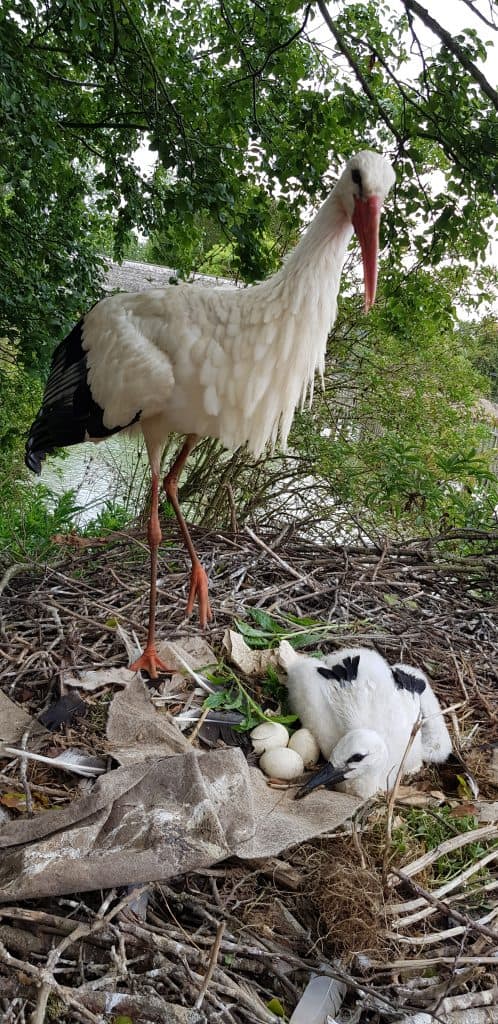 White stork and chick and Wingham Wildlife Park, Kent