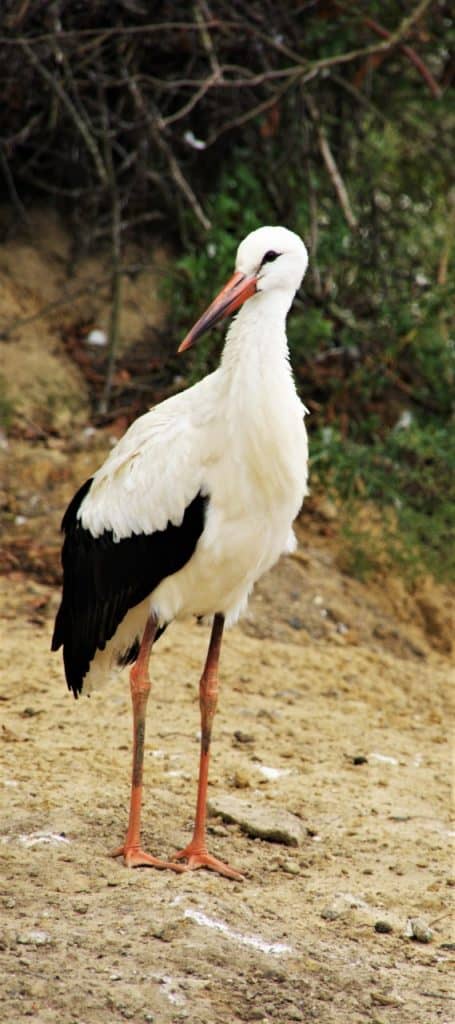 White stork chick looking very grown up now at Wingham Wildlife Park.