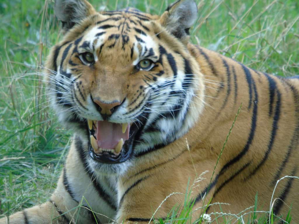 Smile blog. Tiger flehmen response at Wingham Wildlife Park, Kent