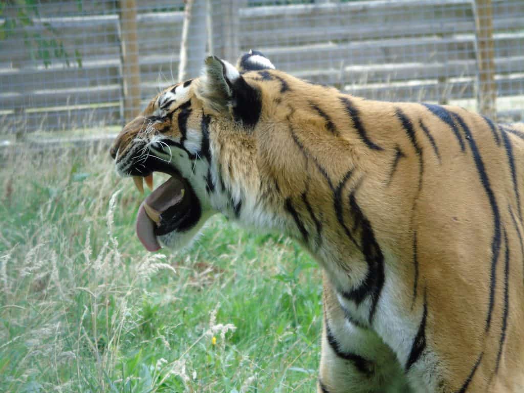 Tiger flehmen response at Wingham Wildlife Park, Kent
