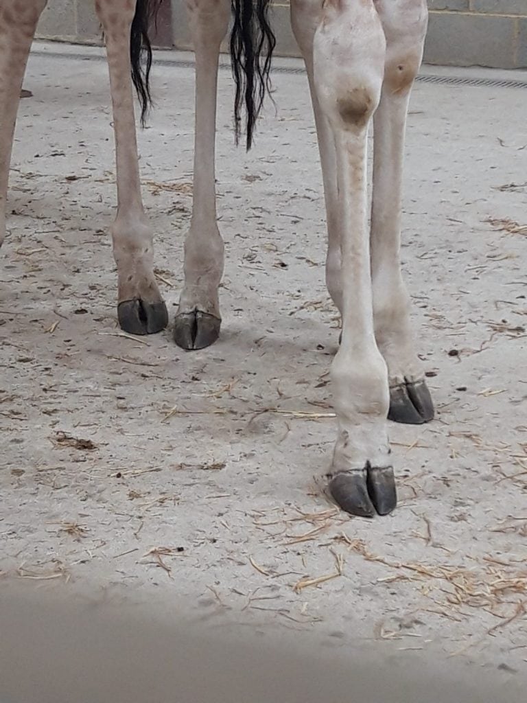 Long cream giraffe socks.