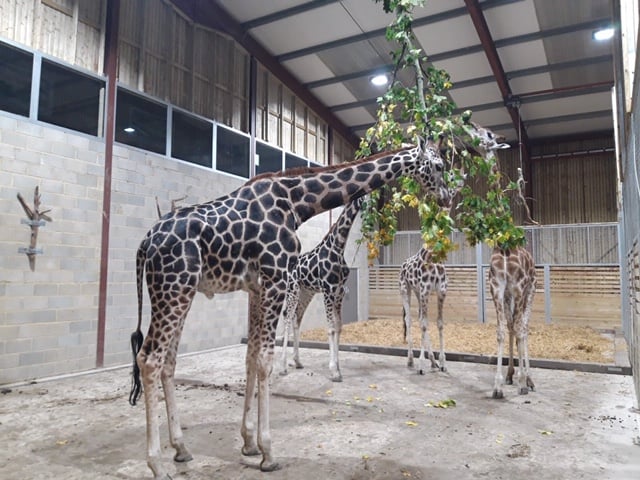 Our Giraffe herd is now complete! Evan and Ron have arrived to complete our tower at Wingham Wildlife Park, Kent