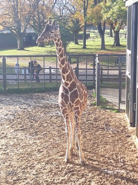 Reticulated giraffes at Whipsnade Zoo. 