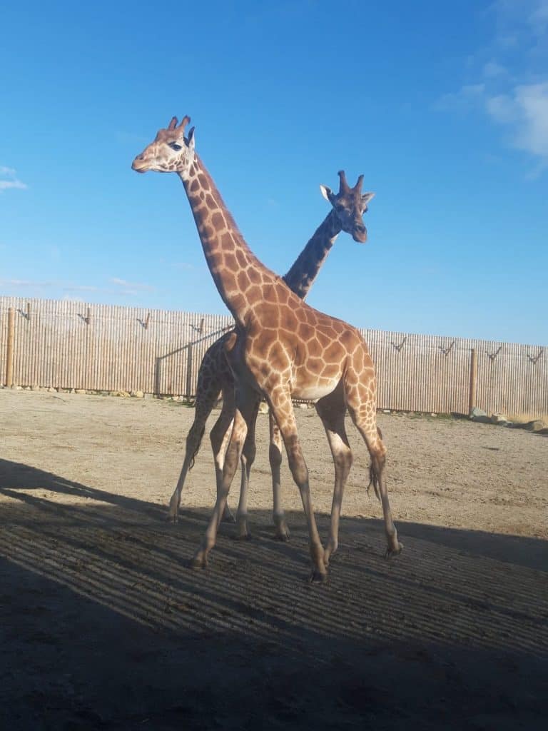 Our Giraffe herd is now complete! Evan and Ron have arrived to complete our tower at Wingham Wildlife Park, Kent