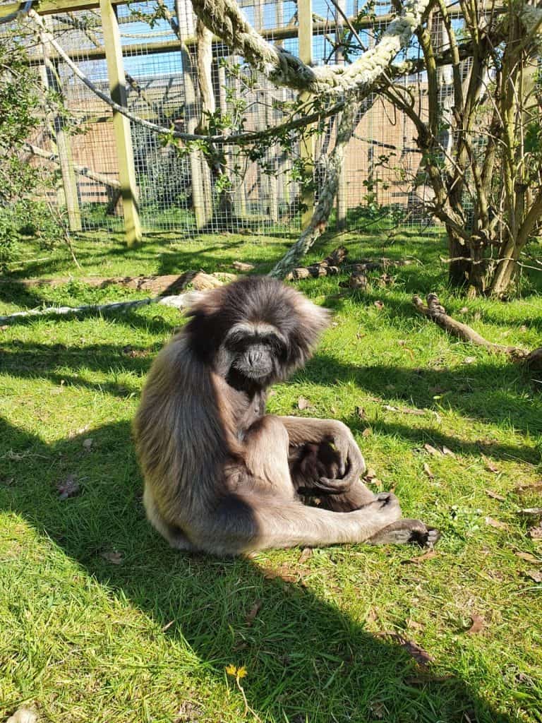 Gibbon at Wingham Wildlife Park, Kent