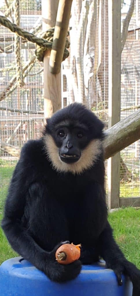 Pickle, white cheeked gibbon at Wingham Wildlife Park, Kent