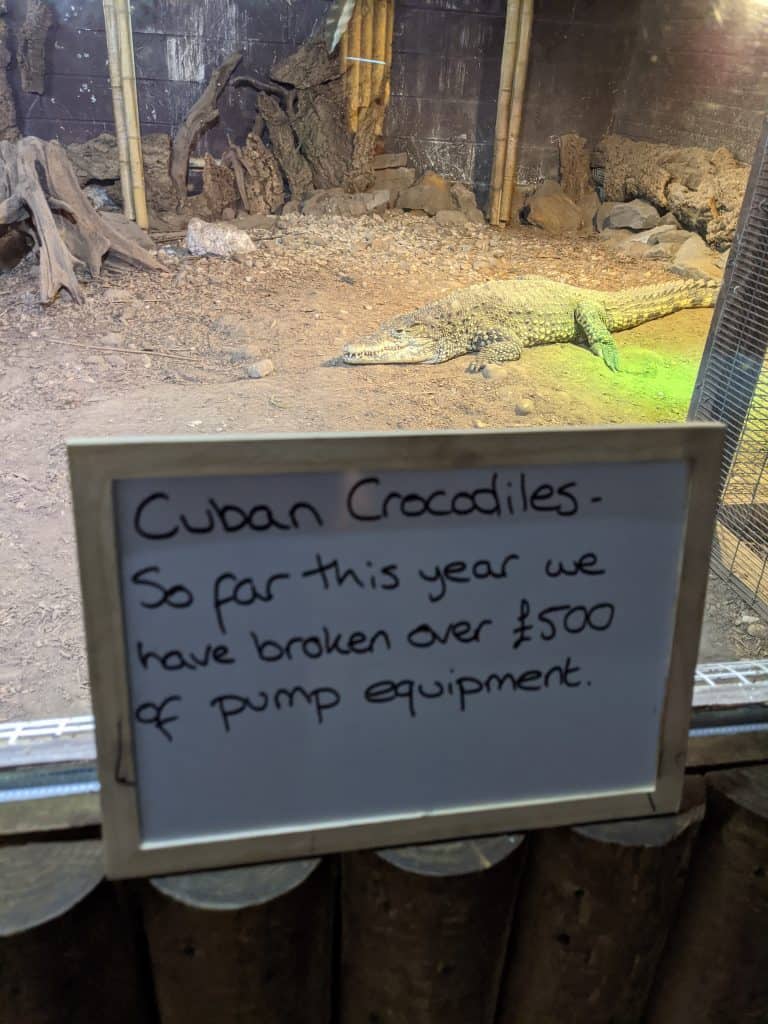 Hey cheeky. Cuban Crocodile at Wingham Wildlife Park, Kent.