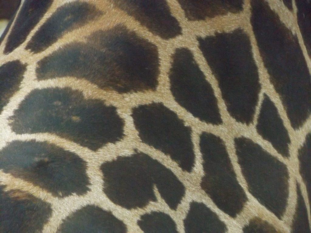 Rothschild's giraffe pattern. Giraffes at Wingham Wildlife Park, Kent.