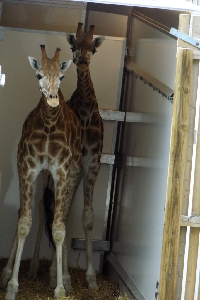 Giraffes arriving at Wingham Wildlife Park, Kent