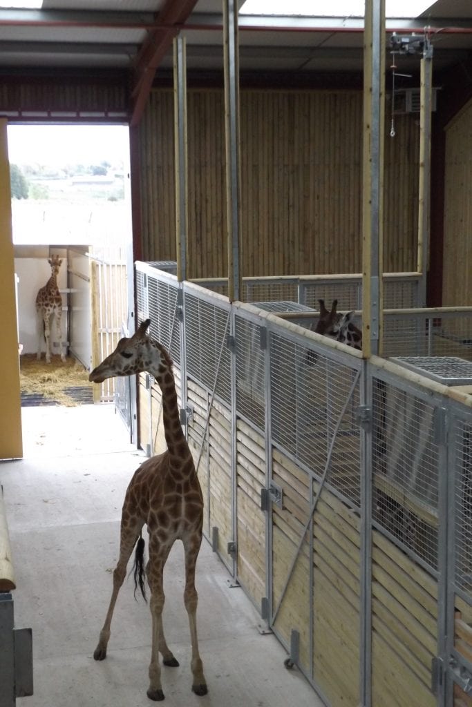 Giraffes arriving at Wingham Wildlife Park, Kent