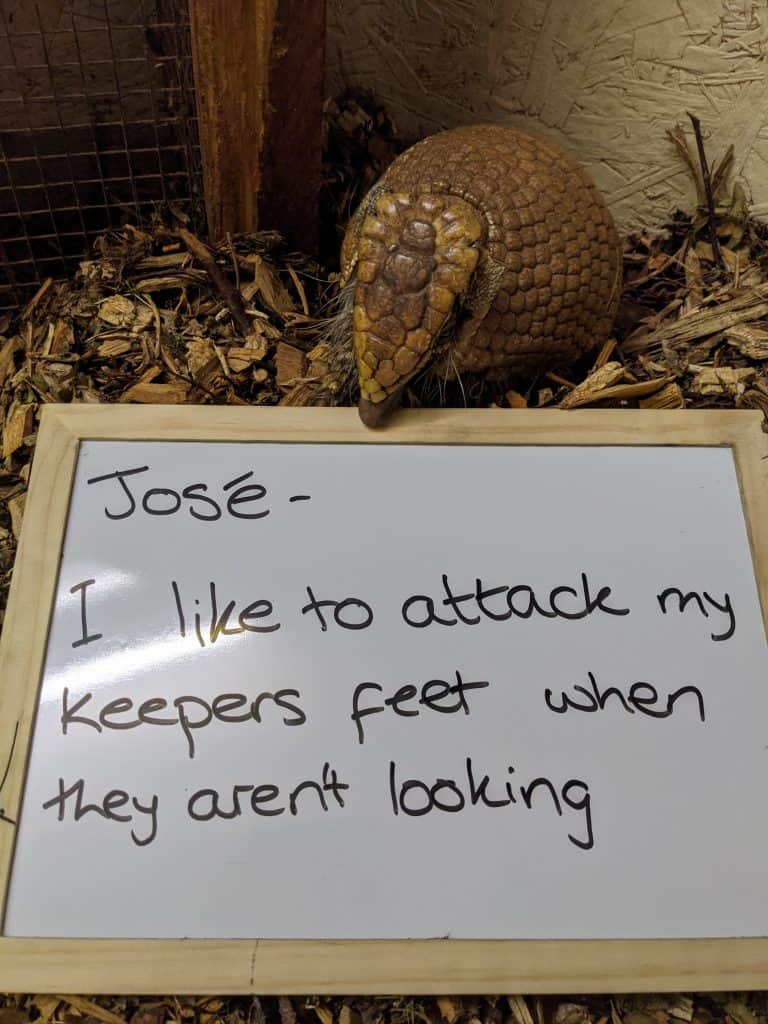 Hey cheeky. Armadillo at Wingham Wildlife Park Kent