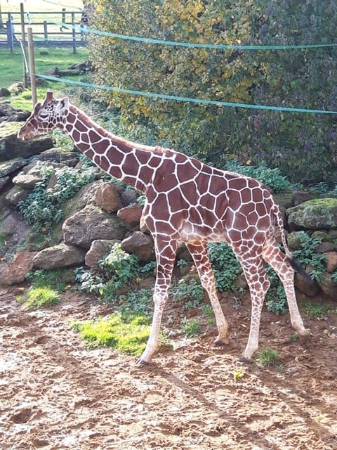 Reticulated giraffes at Whipsnade Zoo. 