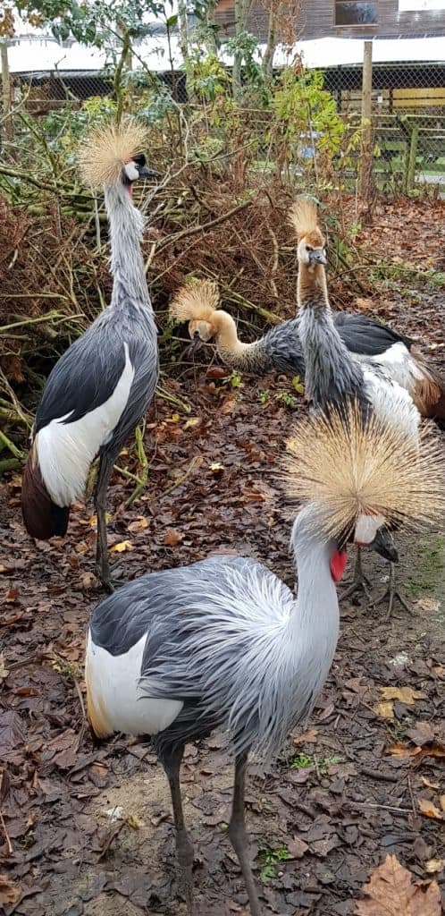 East African Crowned Crane family at Wingham Wildlife Park, Kent