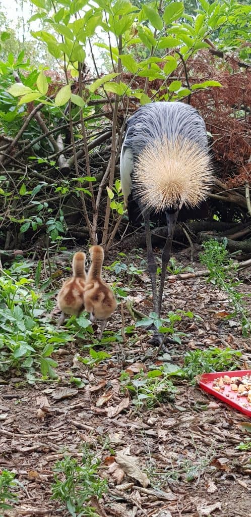 Crane chicks at Wingham Wildlife Park, Kent